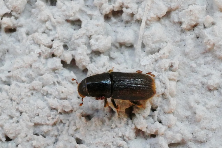 Scolytidae (ora Curculionidae Scolytinae) : Ips typographus? No, Hylurgus ligniperda